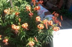 赤峰市植物園景區(qū)電話號(hào)碼