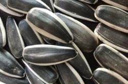 赤峰向日葵瓜子批發(fā)電話號碼