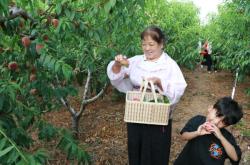 赤峰市桃子采摘園地址電話號(hào)碼