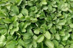 赤峰寵物育苗基地電話多少號