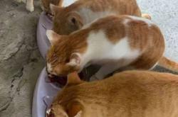 赤峰免費(fèi)領(lǐng)貓糧的地方電話號(hào)碼