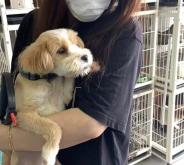 赤峰市內(nèi)寵物救助站電話號(hào)碼