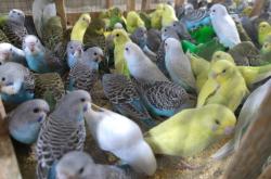 赤峰二手鳥(niǎo)籠市場(chǎng)電話地址查詢(xún)