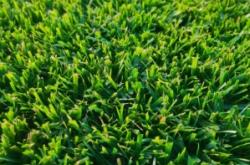 赤峰草皮批發(fā)電話號(hào)碼多少號(hào)