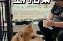 赤峰上門訓(xùn)犬電話多少號啊