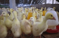 內(nèi)蒙古小鵝通