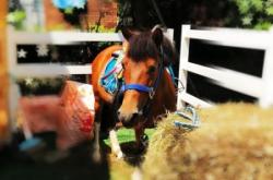 赤峰摩爾城馬術(shù)培訓(xùn)班電話(huà)號(hào)碼