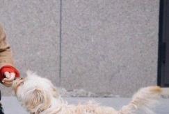 赤峰丟狗同城急救電話號碼查詢