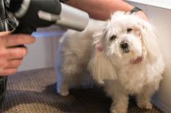 赤峰市大福狗狗店電話號碼