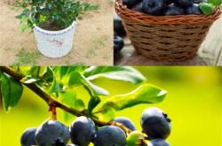 赤峰市葡萄苗售賣店電話號碼