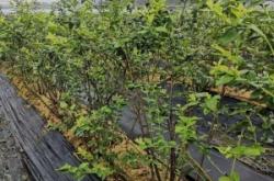 赤峰抗早肥廠家聯(lián)系電話號碼