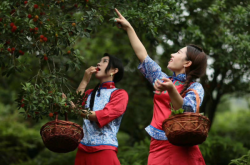 赤峰東梅采摘園電話多少號(hào)