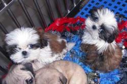 赤峰附近有狗場(chǎng)嗎電話號(hào)碼