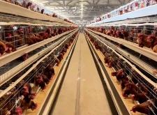 赤峰養(yǎng)雞場聯(lián)系方式