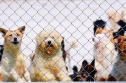 赤峰小狐貍救助站地址電話號(hào)碼