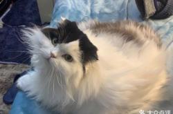 赤峰同裕胡同寵物店電話號(hào)碼