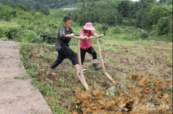 赤峰阿旗芍藥種植基地電話號(hào)碼