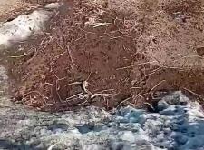 赤峰豬販子聯(lián)系電話號(hào)碼是多少