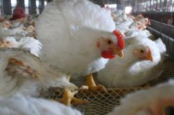 赤峰包芯線批發(fā)廠家電話是多少