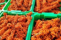 赤峰沙棘果廠家電話多少號