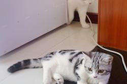 赤峰久久貓舍電話(huà)多少啊