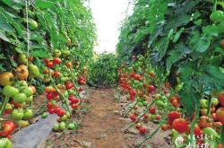 赤峰收購螞蝗廠家電話號碼是多少