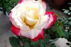 赤峰花圃市場地址查詢電話號(hào)碼