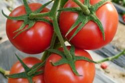 赤峰紅歌種業(yè)招聘信息電話號碼