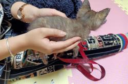 赤峰喵屋咖啡店地址電話號碼