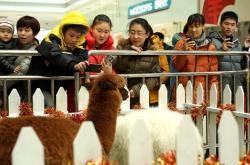 赤峰萬達(dá)萌寵店電話號(hào)碼