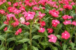 赤峰金耳菌種植基地電話號碼