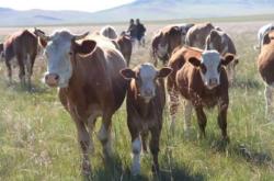 赤峰家禽屠宰場電話多少號(hào)