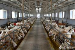 赤峰養(yǎng)牛場(chǎng)養(yǎng)殖基地電話號(hào)碼