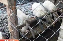 赤峰網(wǎng)圍欄廠家電話多少號