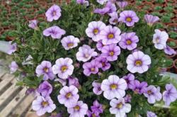 赤峰矮牽牛花苗批發(fā)電話地址