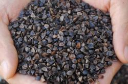 赤峰林西收購(gòu)蕎麥電話是多少號(hào)