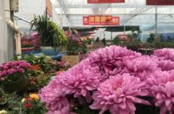 赤峰苗木花卉批發(fā)電話號碼