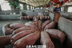 赤峰賣農(nóng)村土豬的地方電話號碼