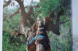 赤峰廢木回收電話多少號(hào)碼