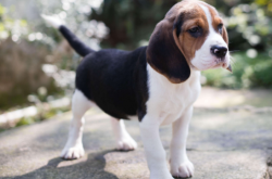 赤峰養(yǎng)犬辦理地點(diǎn)查詢電話號(hào)碼