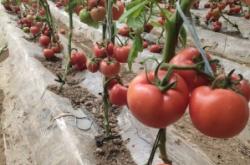 赤峰樹(shù)籽收購(gòu)門店電話號(hào)碼查詢