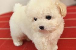 赤峰回收比熊電話地址查詢號碼