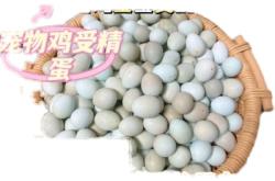 赤峰鵪鶉種蛋基地電話號碼查詢