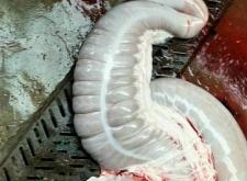 赤峰驢板腸批發(fā)廠家電話號(hào)碼