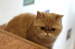 赤峰如意貓舍電話(huà)多少啊