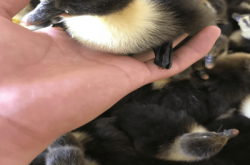 赤峰鴨苗廠家電話號(hào)碼查詢