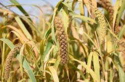 赤峰沃達農(nóng)業(yè)科技有限公司