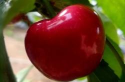 赤峰寧城吊瓜種植基地電話號碼