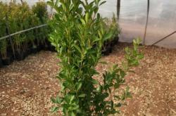 赤峰花皮打瓜種植基地電話號碼