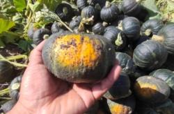 赤峰貝貝南瓜批發(fā)電話號碼查詢